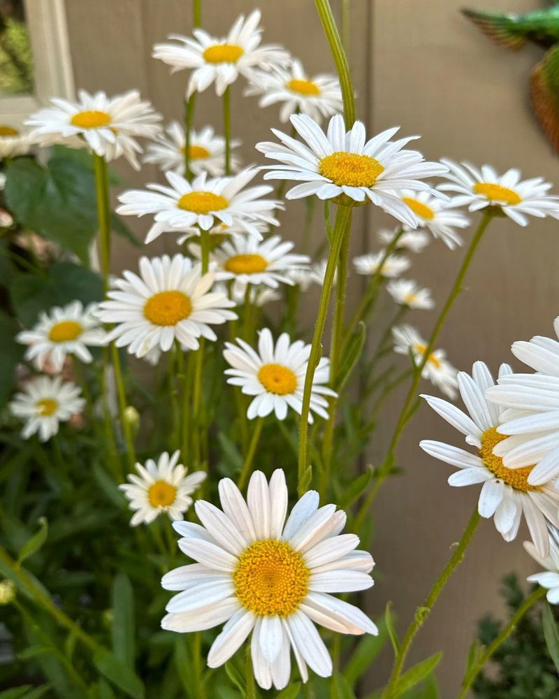 Shasta Daisy
