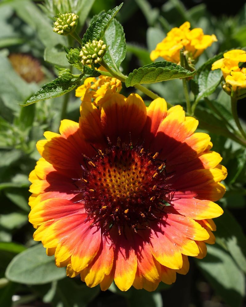 Gaillardia