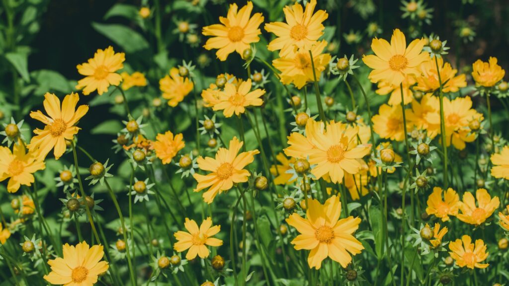 coreopsis