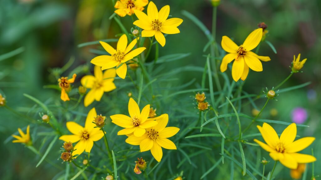 coreopsis flower