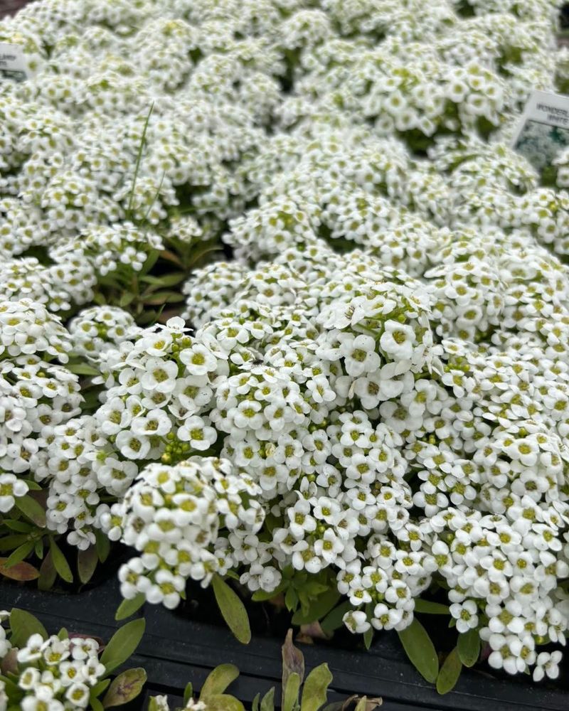 Sweet Alyssum
