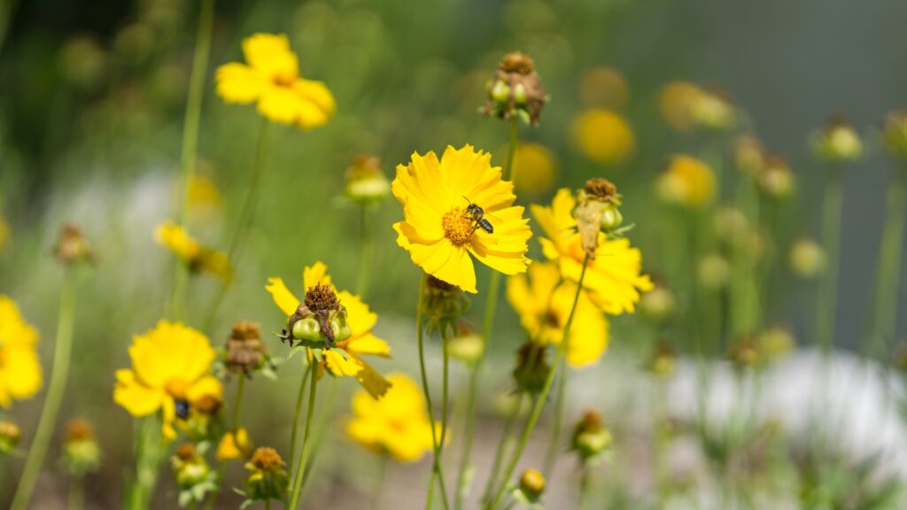 yellow coreopsis bloom