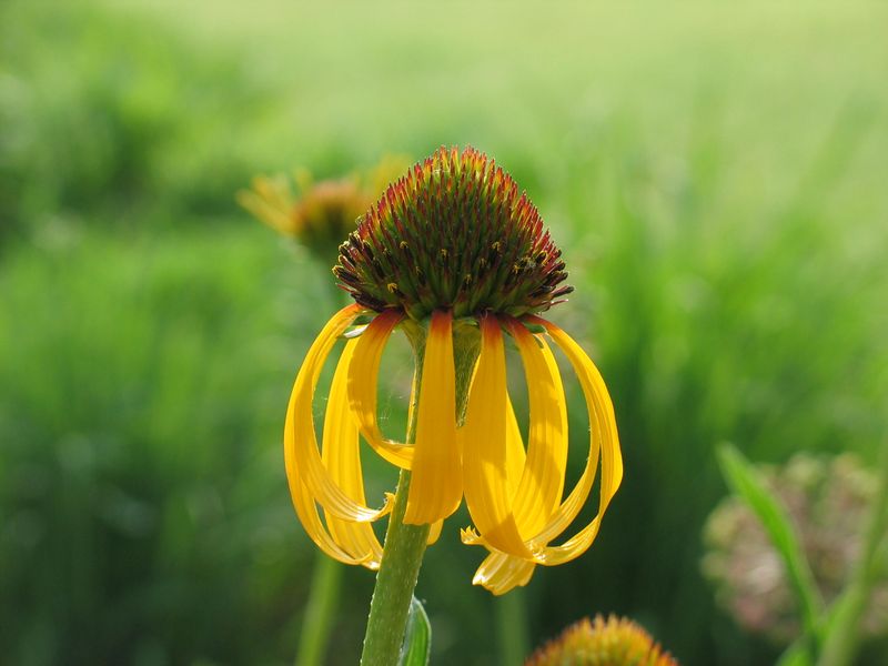 Yellow Coneflower (Echinacea paradoxa)