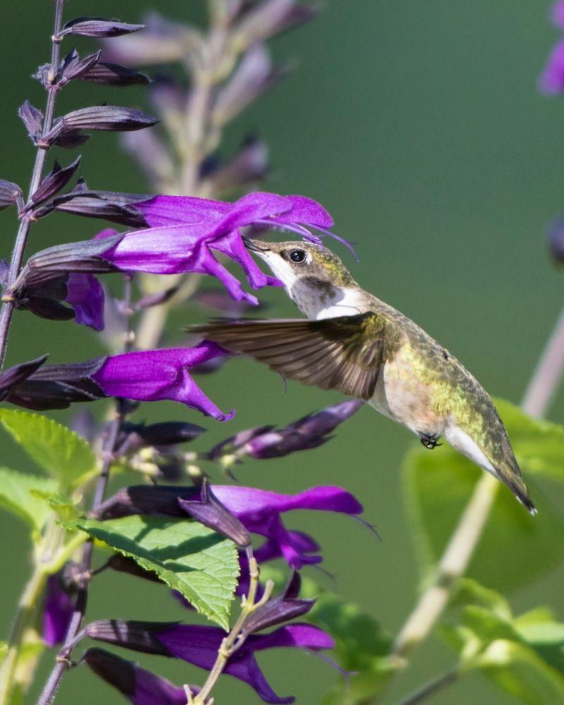 Salvia: The Hummingbird Magnet