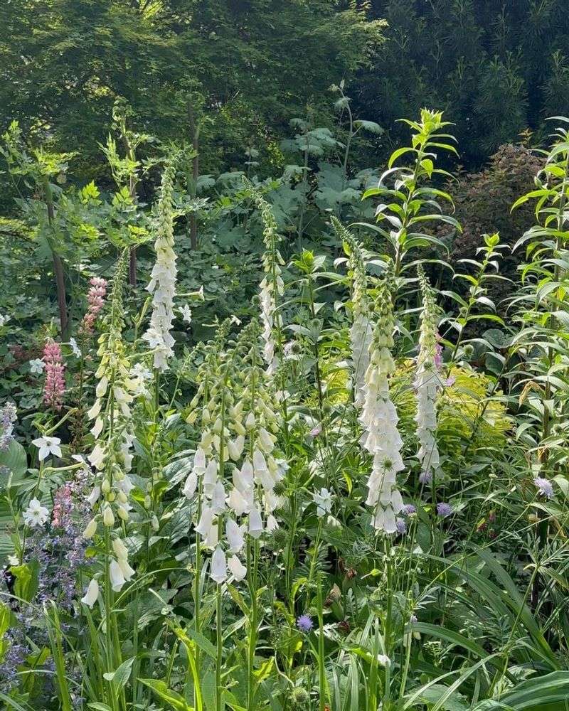 Foxgloves Fizzle After Flowering