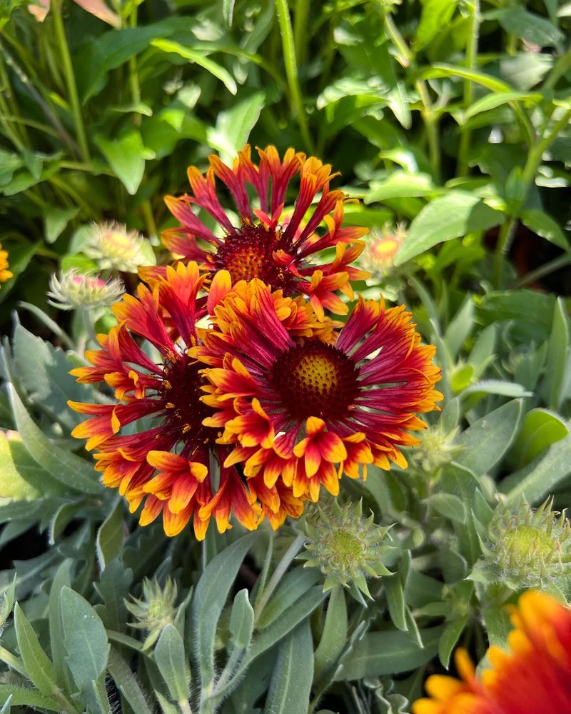 Gaillardia: Heat-Loving Color Wheels