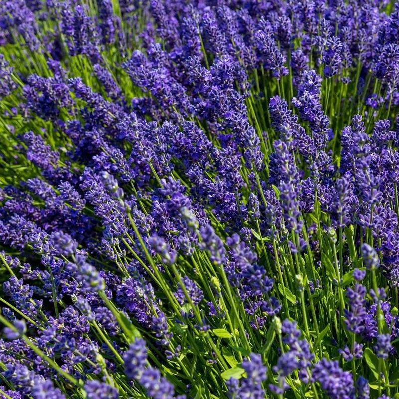 Lavender (Lavandula)