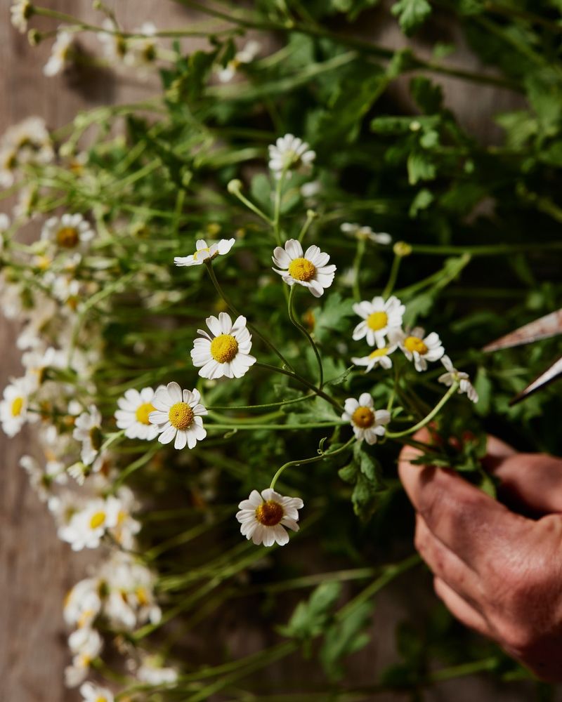 Feverfew