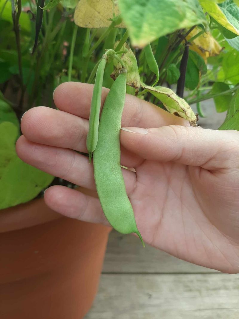 Beans And Peas