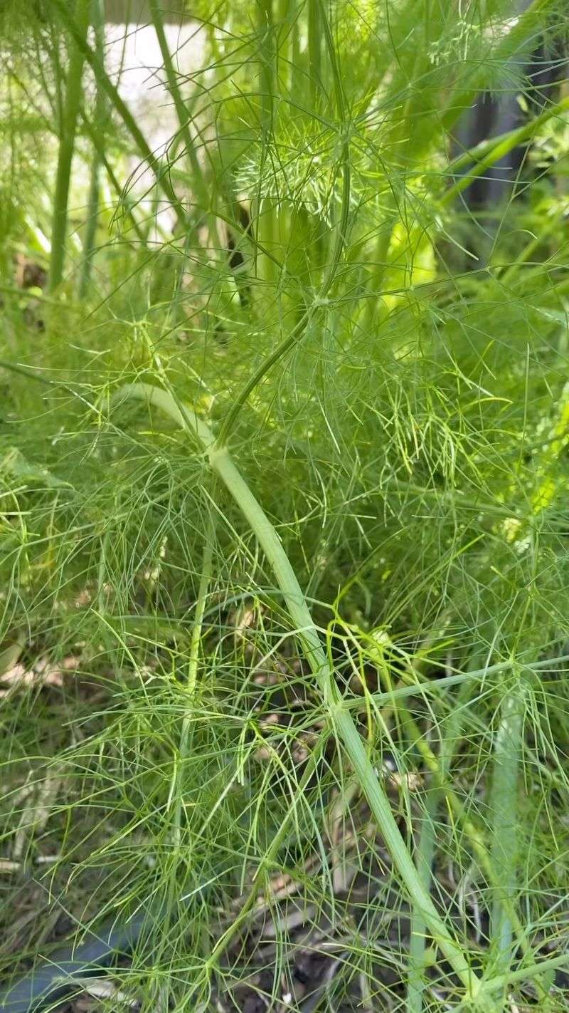 Fennel