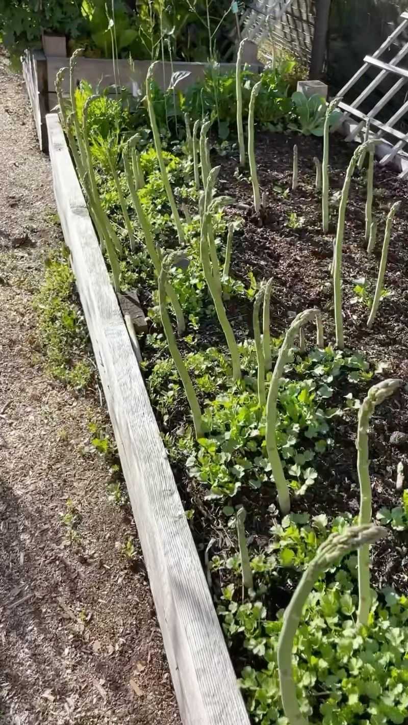 Asparagus: The Three-Year Wait