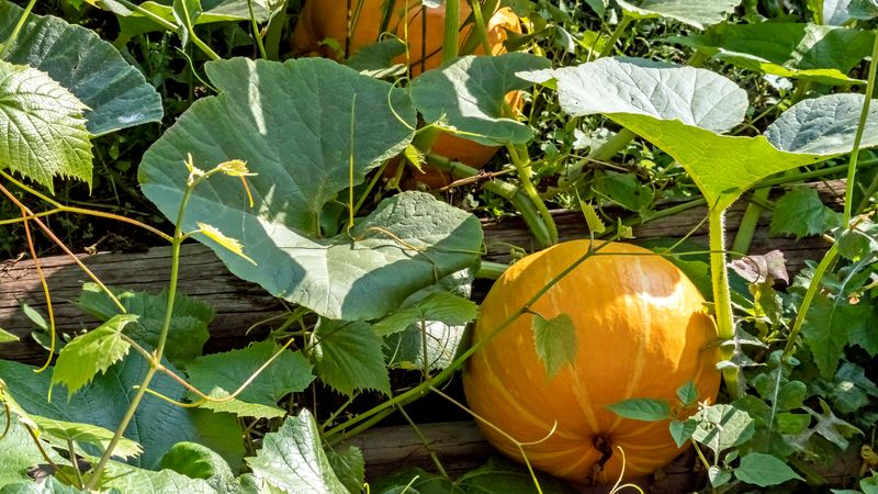 Pumpkins: Sprawling Space Invaders