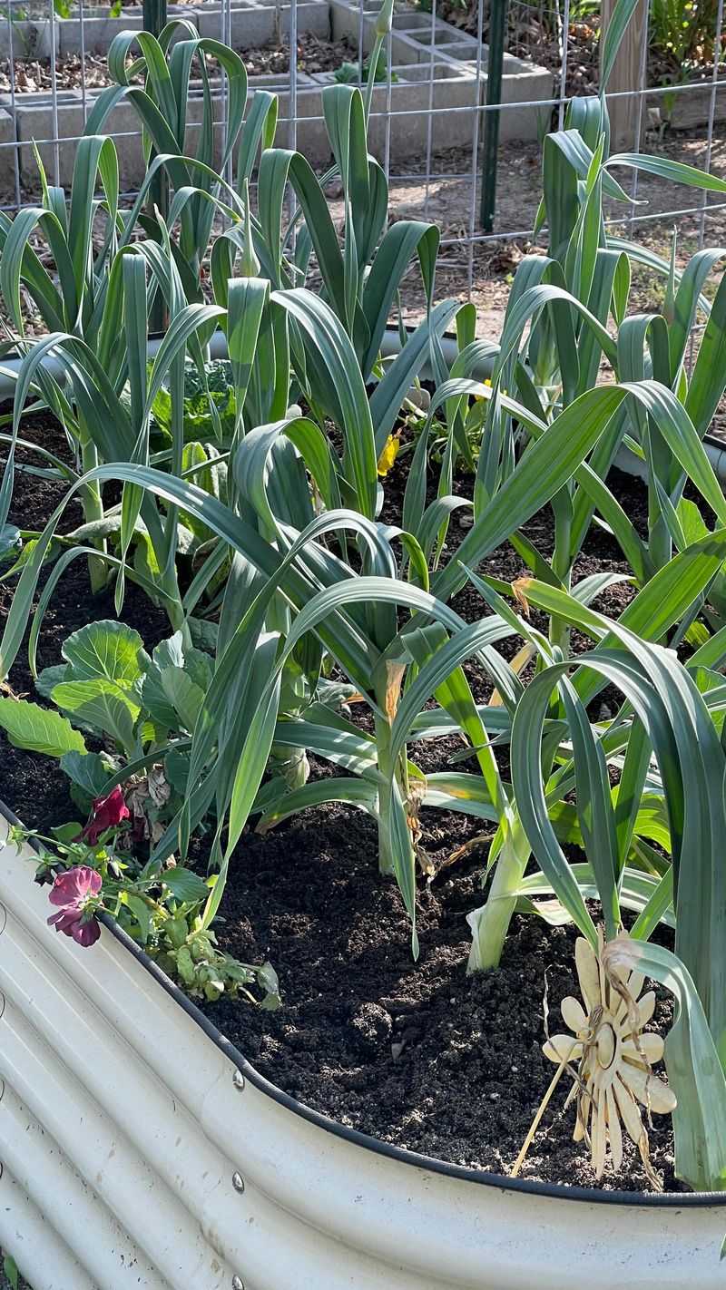 Garlic: Underground Defender