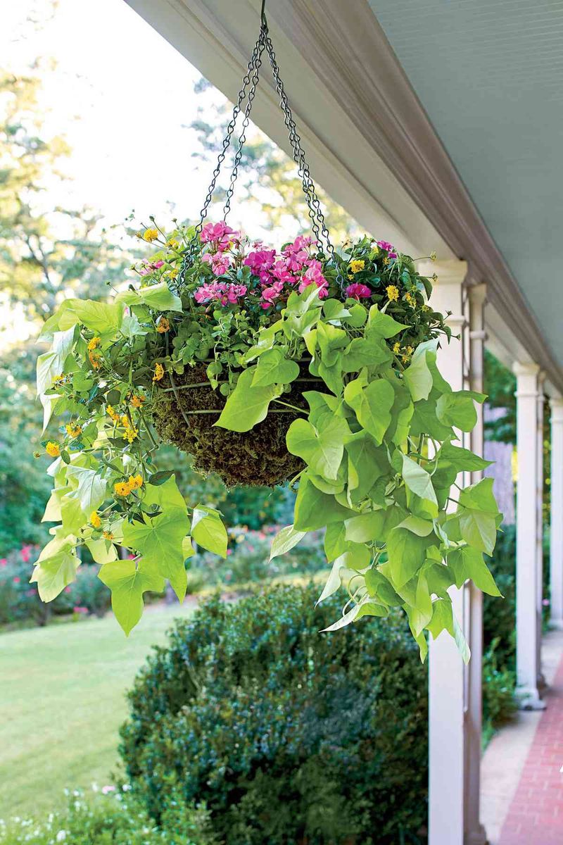 Sweet Potato Vine: Cascading Color Champion