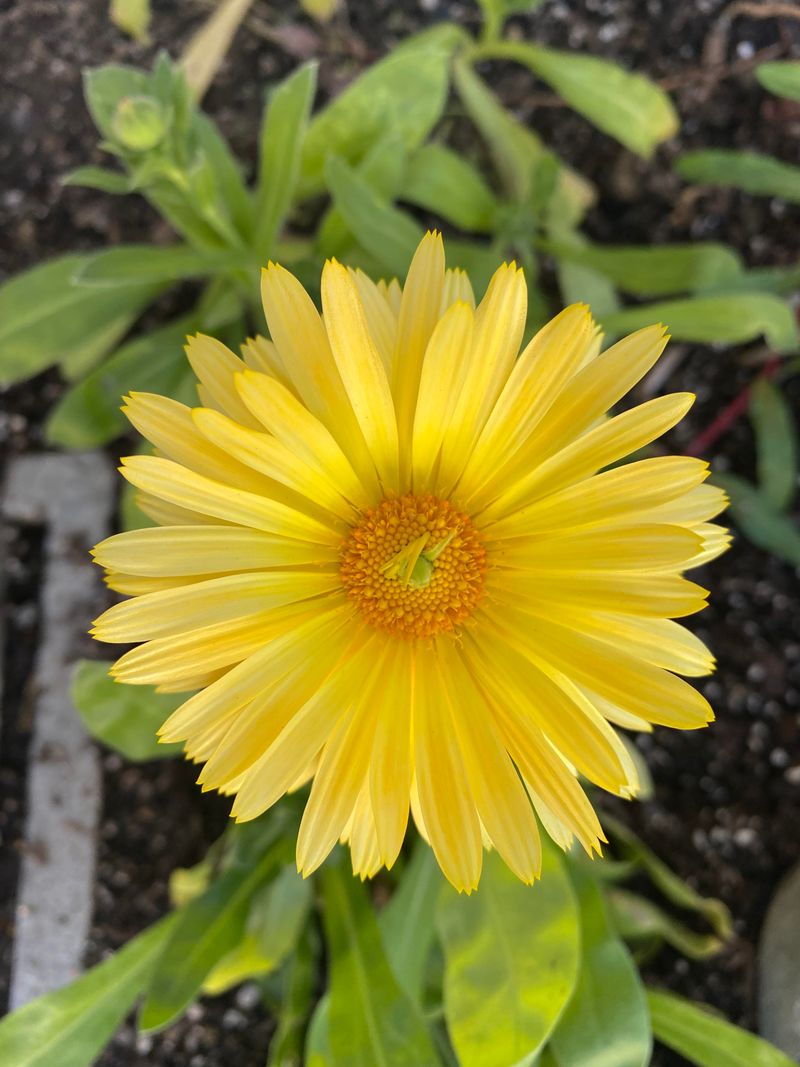 Calendula: Beneficial Bug Buffet