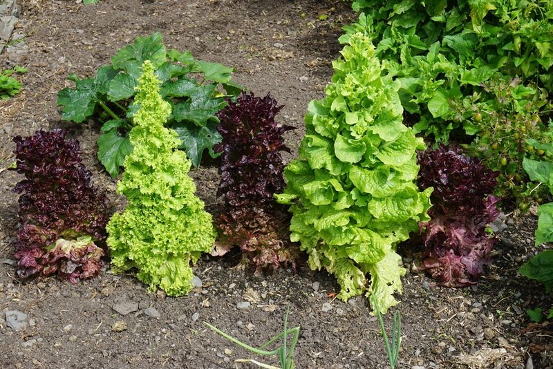 Head Lettuce: The Bolting Heartbreaker