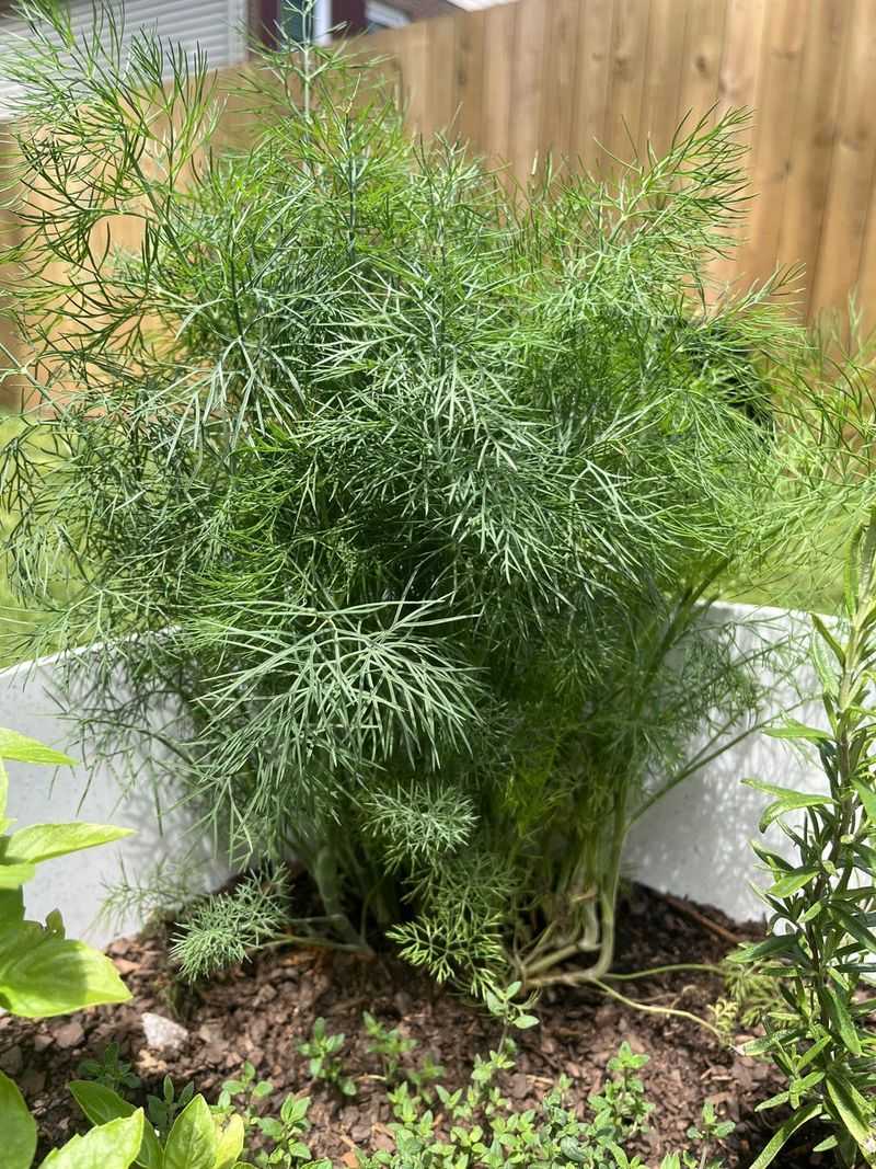 Dill: The Deceptive Herb