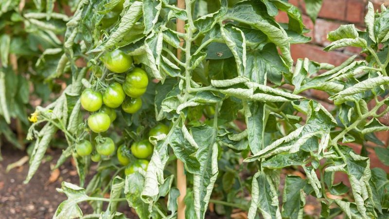 Tomatoes
