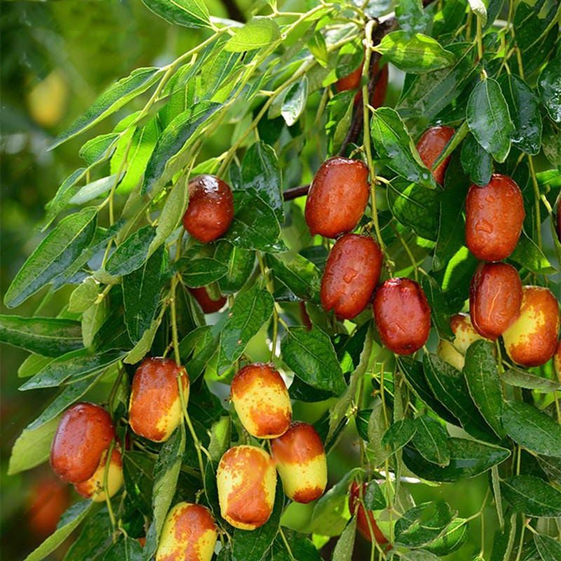 Jujube Trees