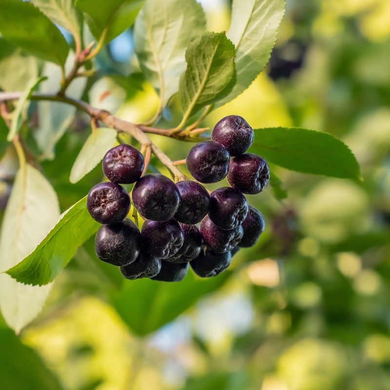 Aronia Berry