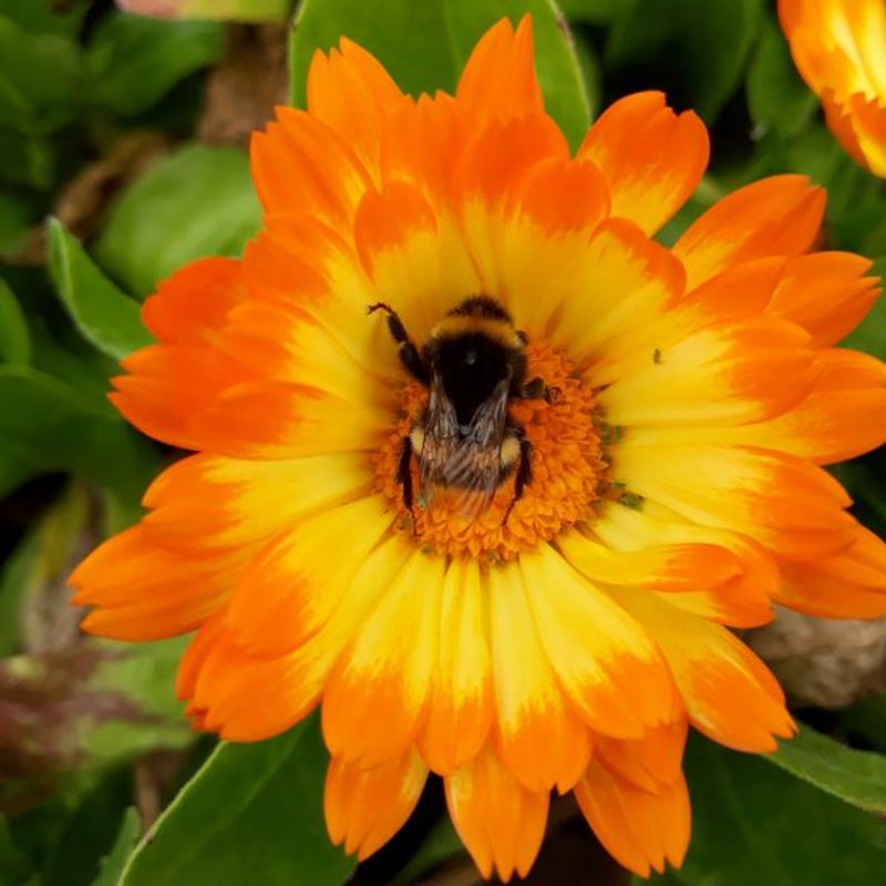 Calendula (Calendula officinalis)