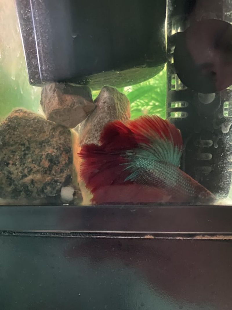 Fish Tank Water Gold