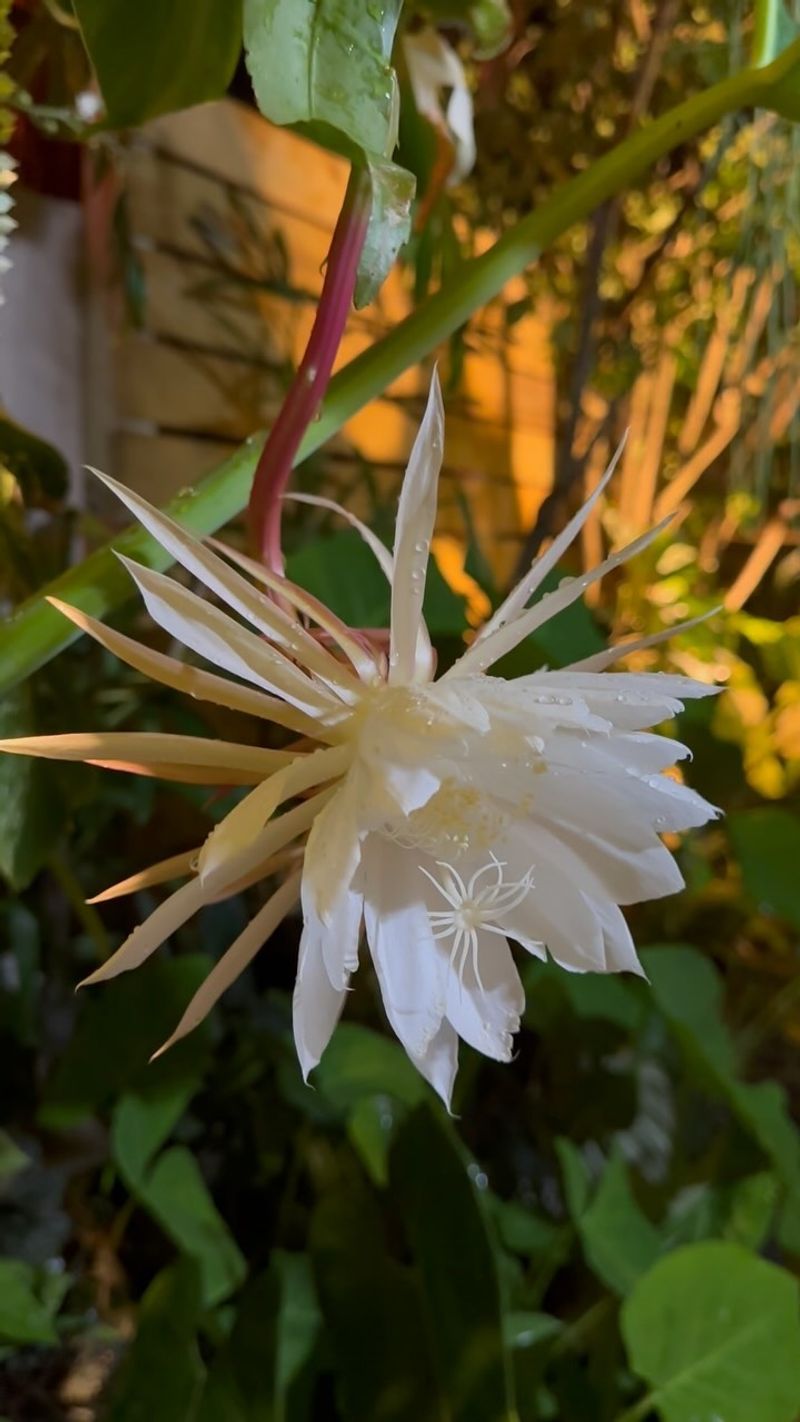 Night-Blooming Cereus