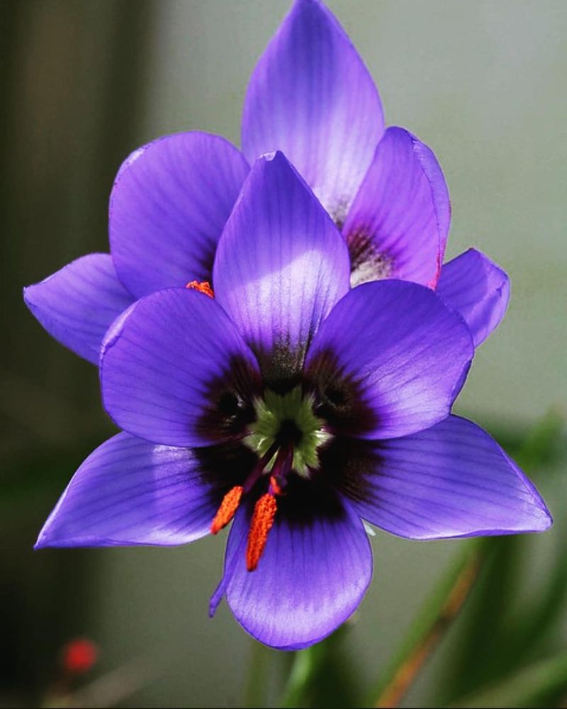 Shenzhen Nongke Orchid
