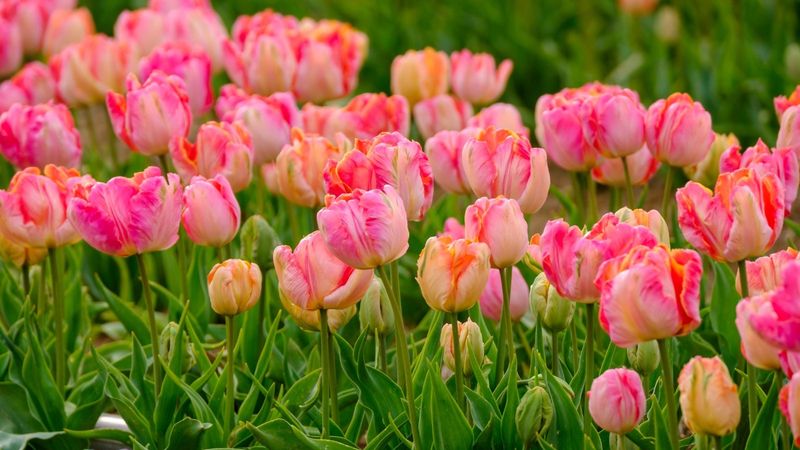Parrot Tulips