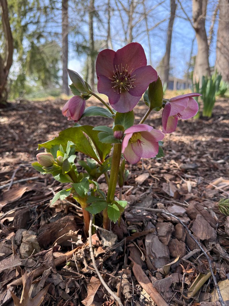Stinking Hellebore