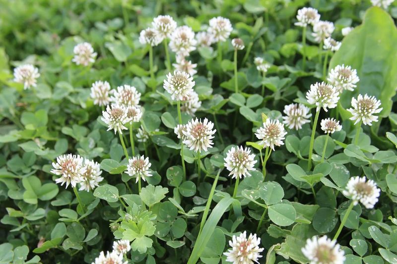 Use Organic Clover Suppressants