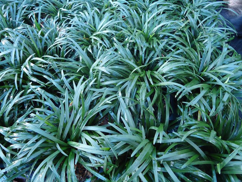 Dwarf Mondo Grass