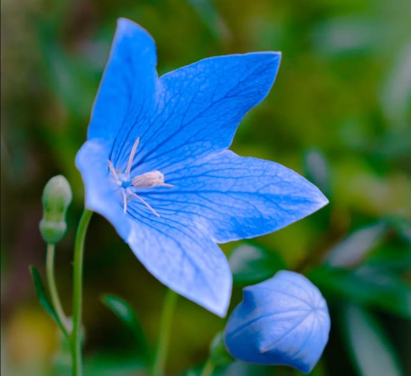 Balloon Flower
