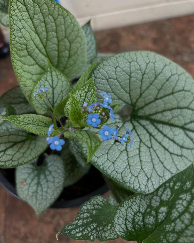 Brunnera (Siberian Bugloss)