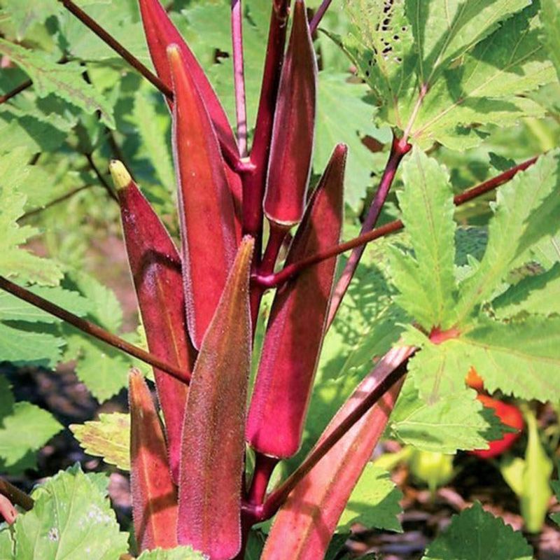 Red Burgundy Okra
