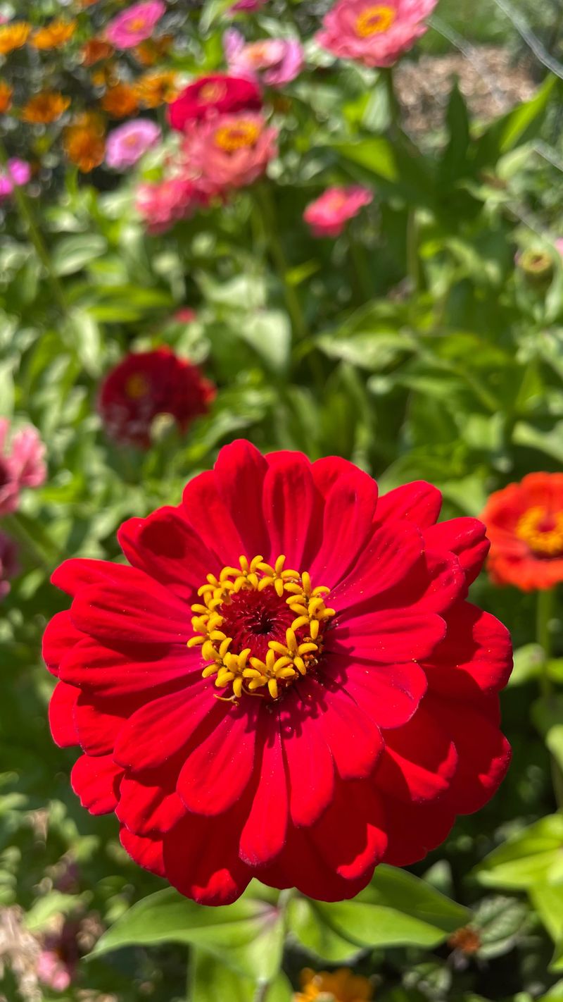 Zinnias