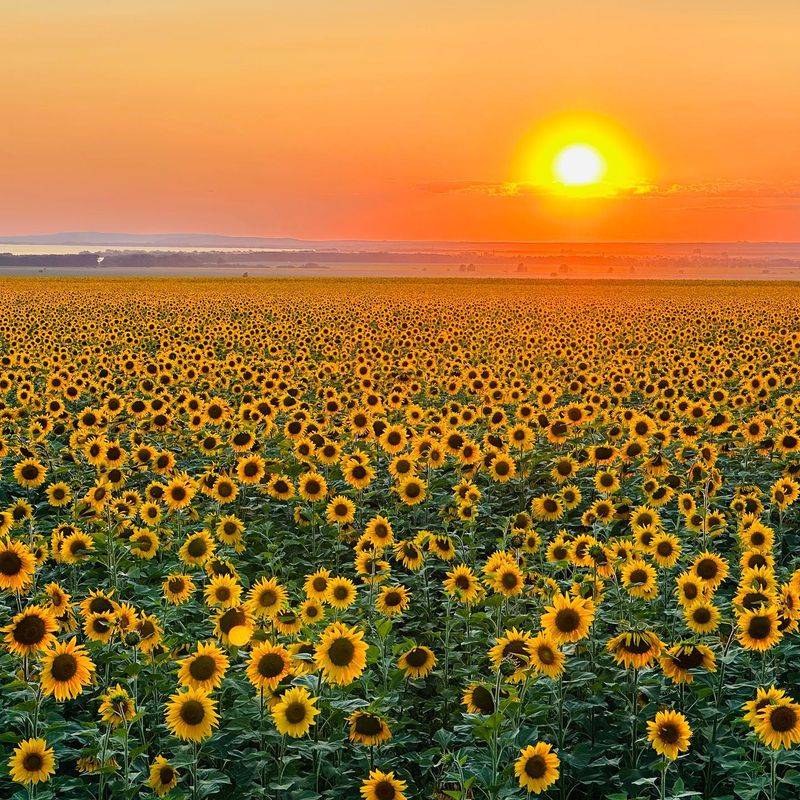 Sunflowers