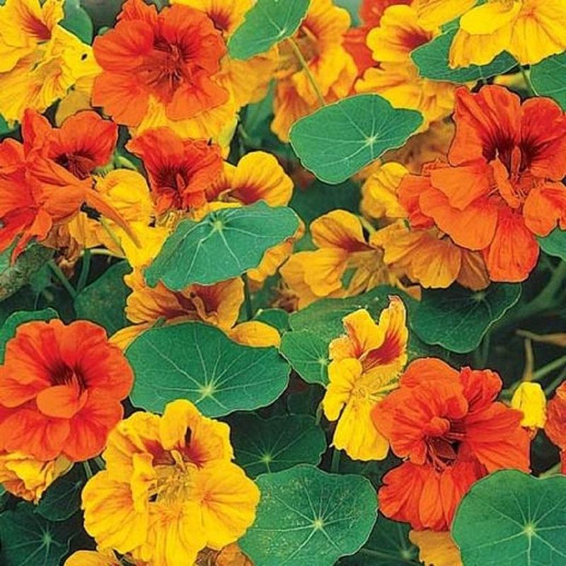 Nasturtiums