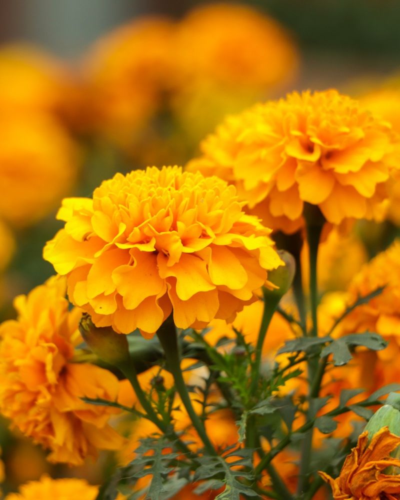Marigolds