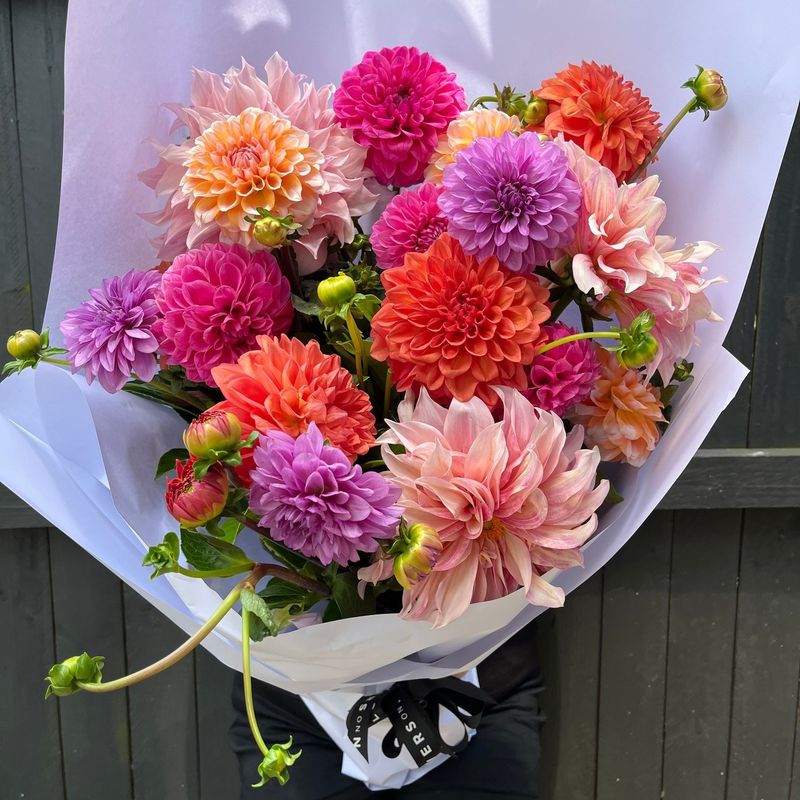 Dahlias