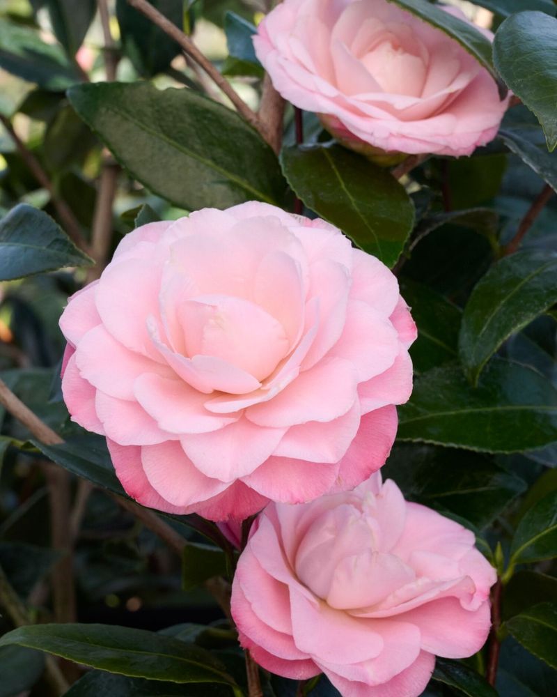 Camellias