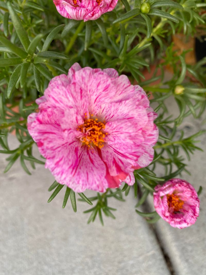 Portulaca (Moss Rose) - Heat-Loving Succulent Bloomer