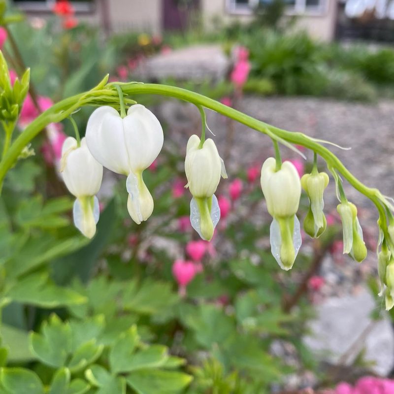 Delicate Bleeding Hearts