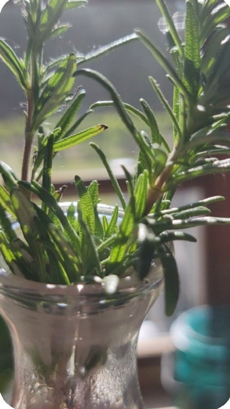 Rosemary Retreats Rapidly