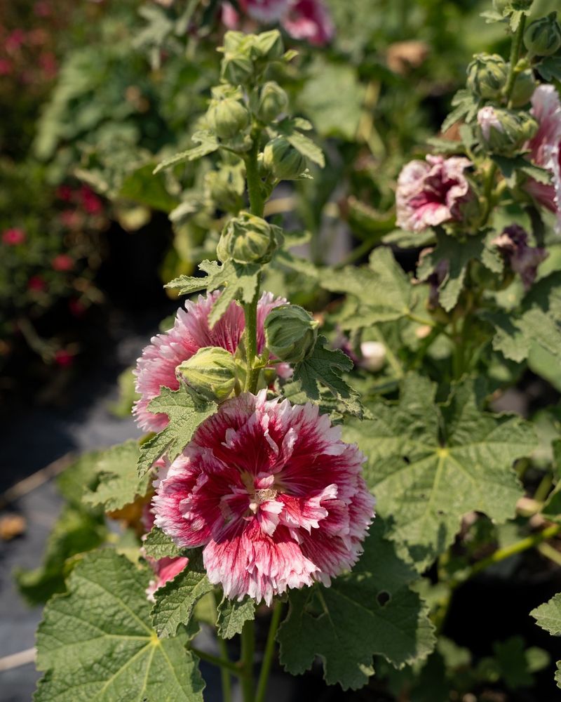 Hollyhocks Stand Tall, But Not For Long