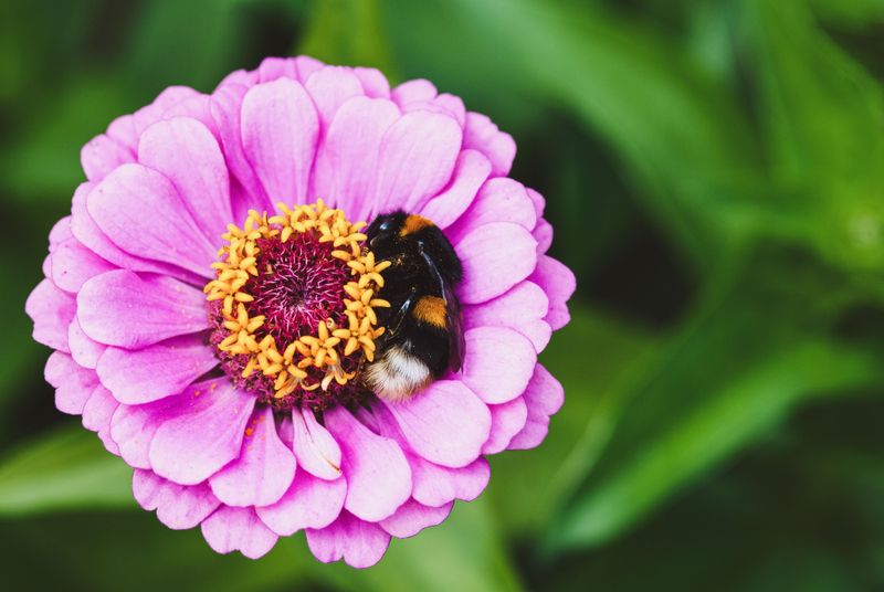 Zinnias (Zinnia elegans)