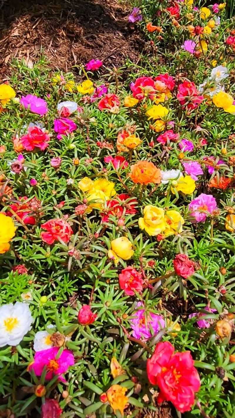 Portulaca: Heat-Loving Ground Cover