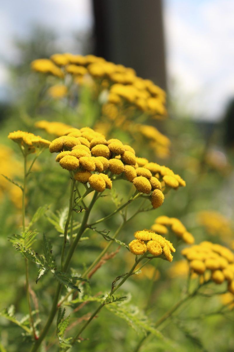 Tansy: Natural Pest Barrier