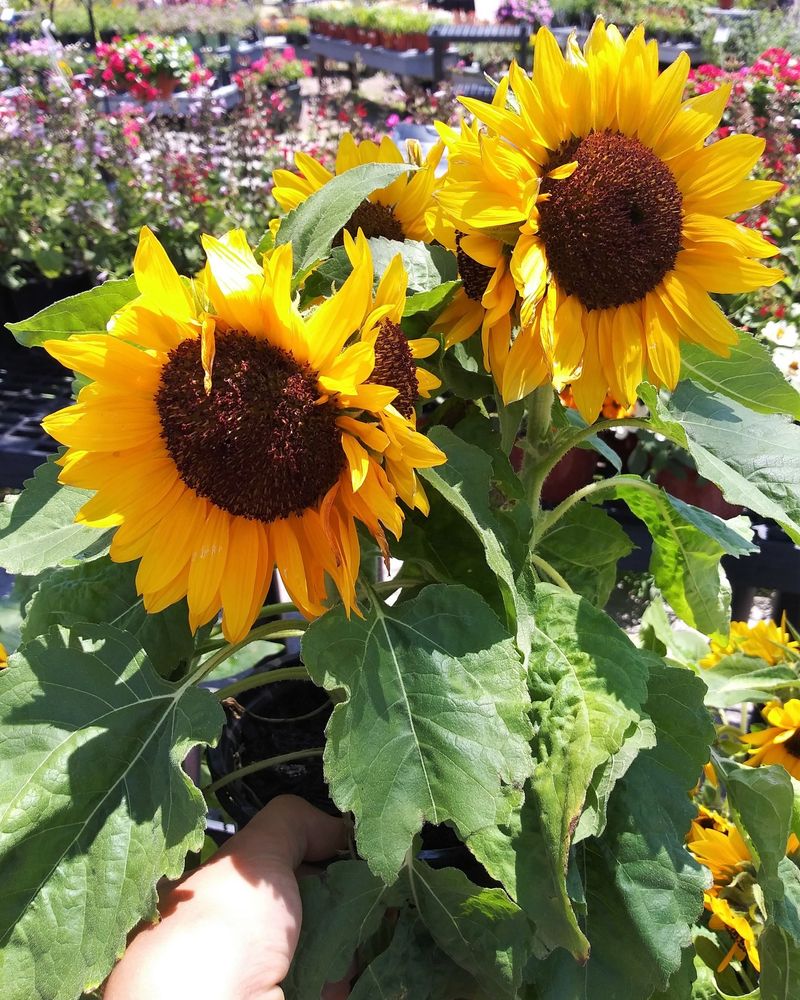 Sunflowers: From Seed To Tower In Weeks