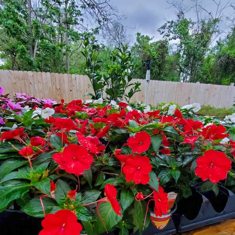 Sunpatiens
